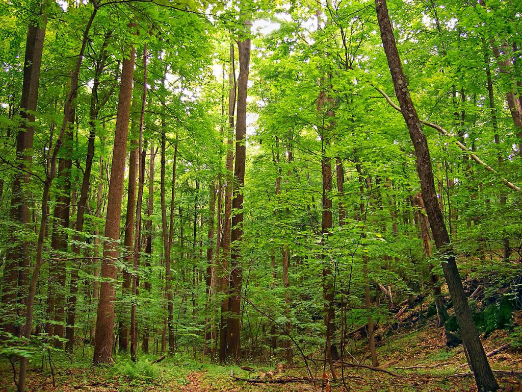Territoire forestier