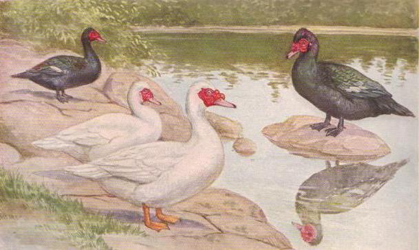 élevage de canard musqué