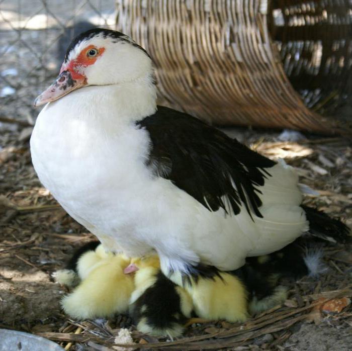 élevage de canards musqués