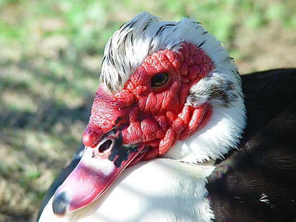 Canards musqués se reproduisant à la maison