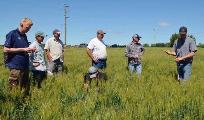 conditions agroclimatiques favorables à la culture du blé
