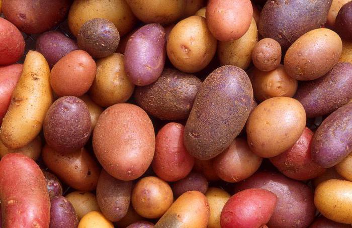 rendement en pommes de terre de 1 ha en Russie