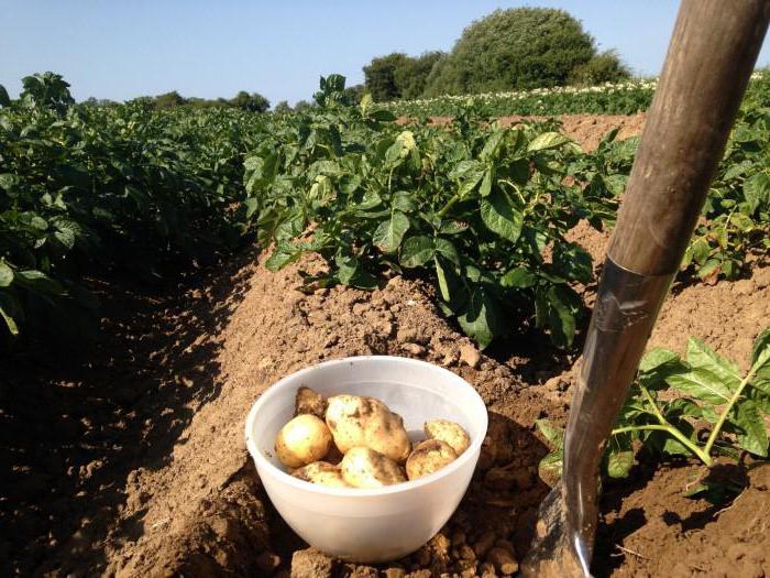 rendement en pommes de terre à partir de 1 ha