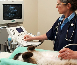services vétérinaires