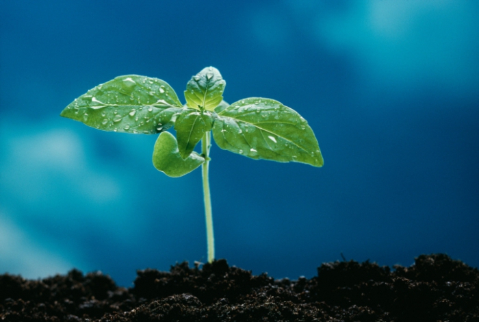 planter des plants