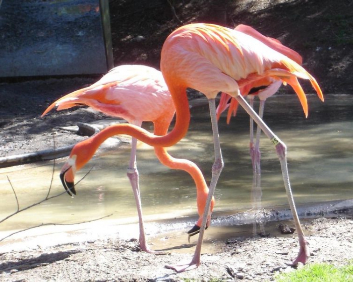 acheter des animaux pour le zoo