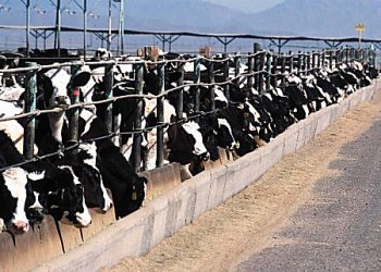 ligne de production d'aliments pour animaux