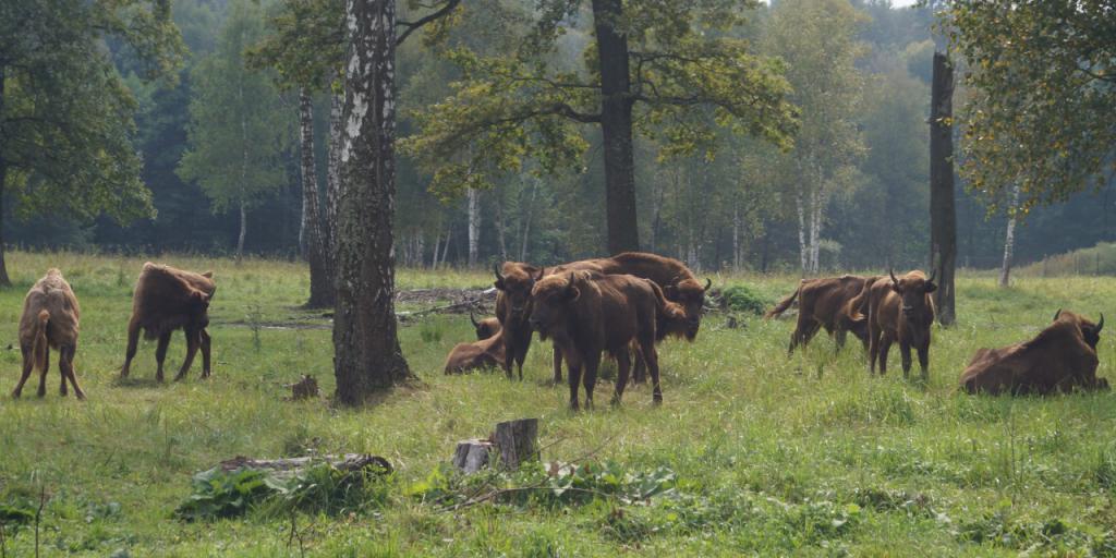 Réserve naturelle d'État de Prioksko-Terrasny