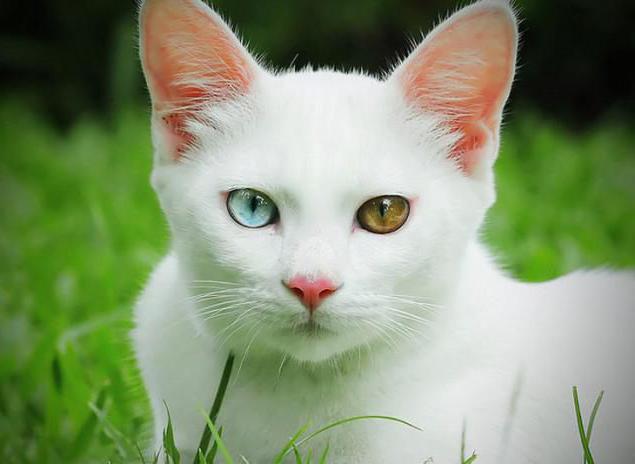 races rares de chats