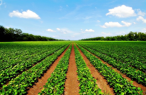 droit de préemption sur l'achat de terres agricoles