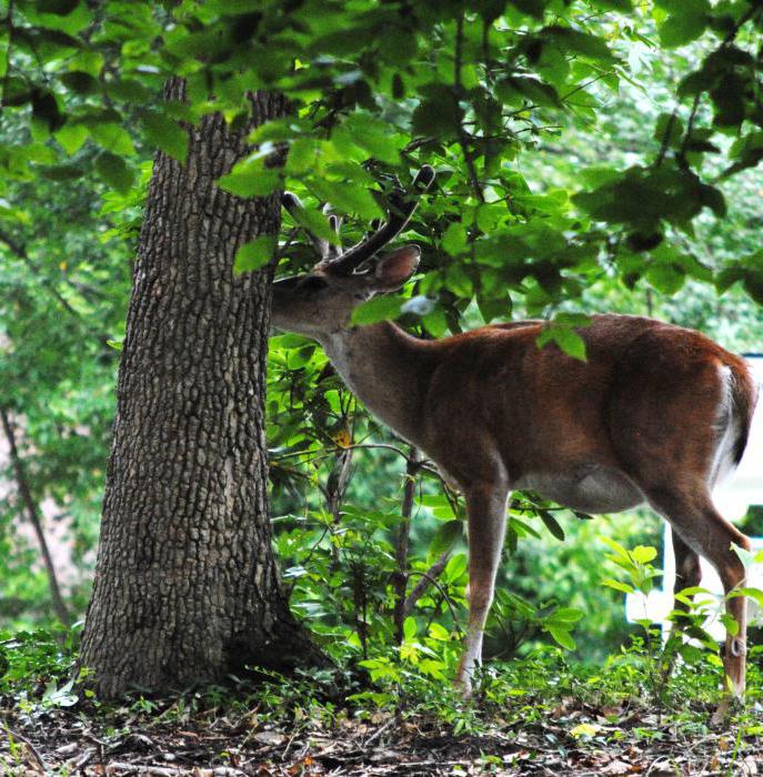 élevage de cerfs en tant qu'entreprise