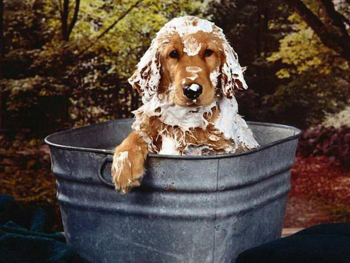 qu'est-ce que le savon des chiens