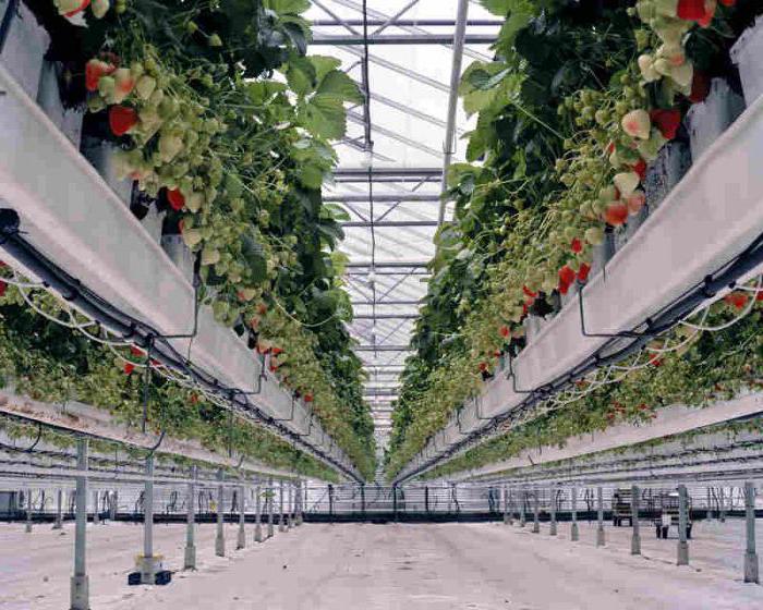 Fraises industrielles en croissance