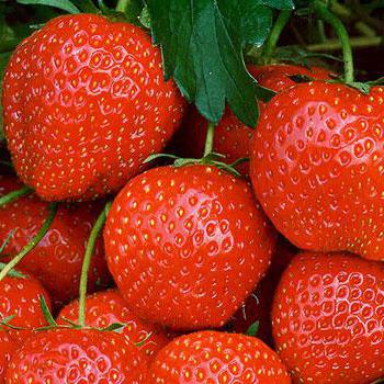Culture industrielle de fraises