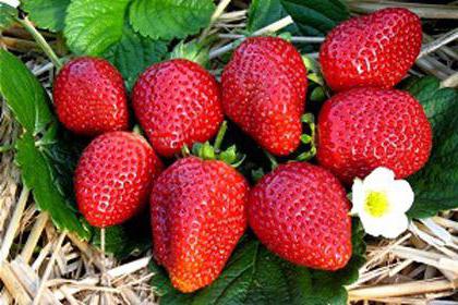 Cultiver des fraises dans des serres industrielles