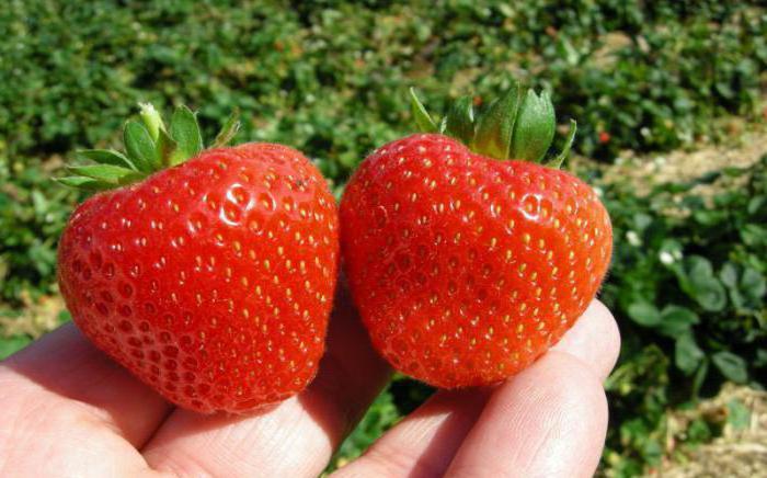 Culture industrielle de fraises en serre toute l'année