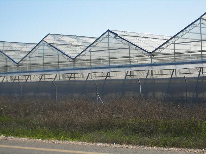 Cultiver des fraises à l'échelle industrielle