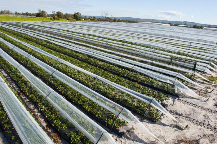 Culture industrielle de fraises en plein champ