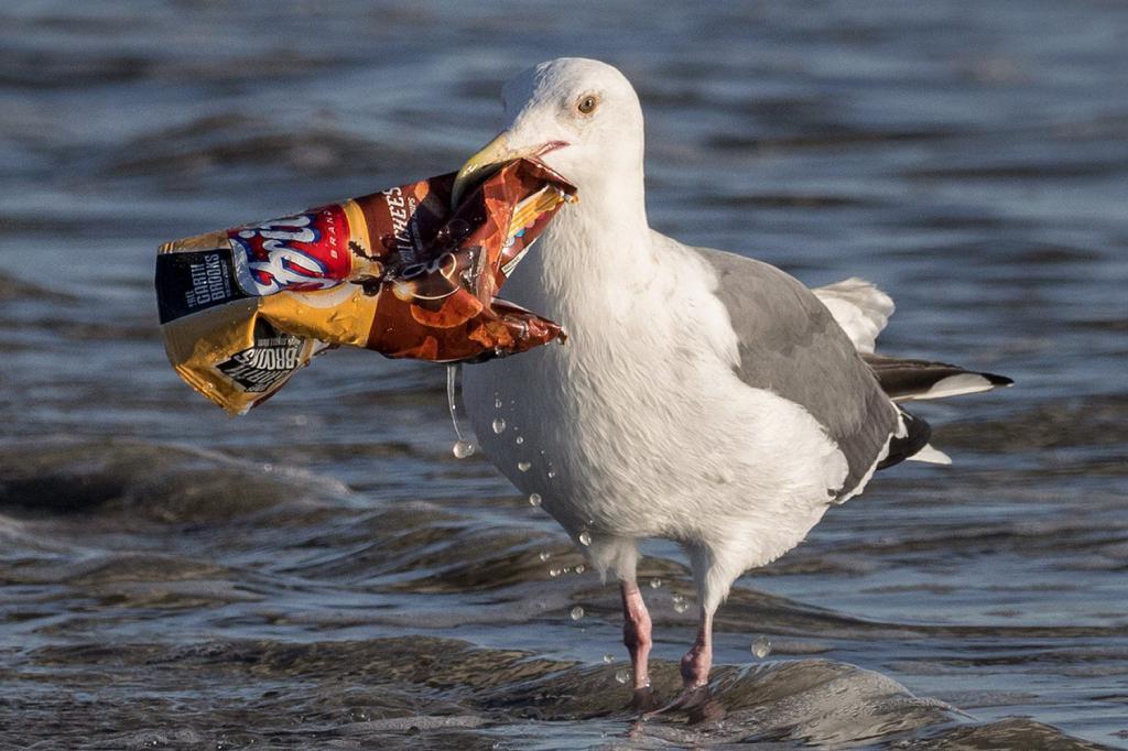 Une mouette avec des ordures dans son bec