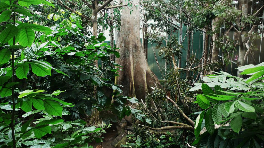Forêt tropicale