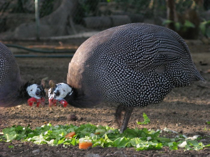 Élevage de poulets de chair