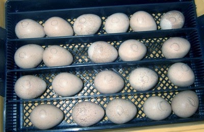 Élevage de pintades dans un incubateur