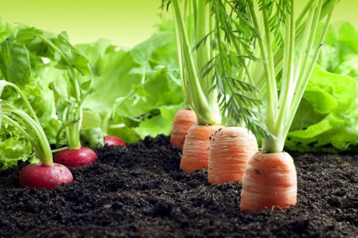 investissement dans l'agriculture