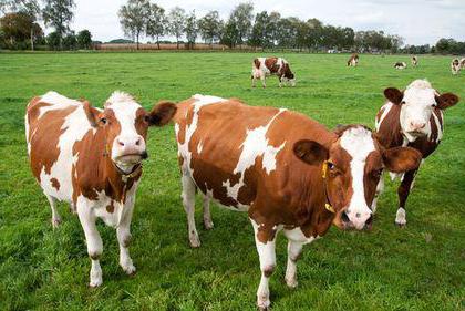 investissement réel dans l'agriculture
