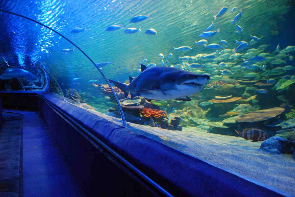 crocus city hall aquarium critiques