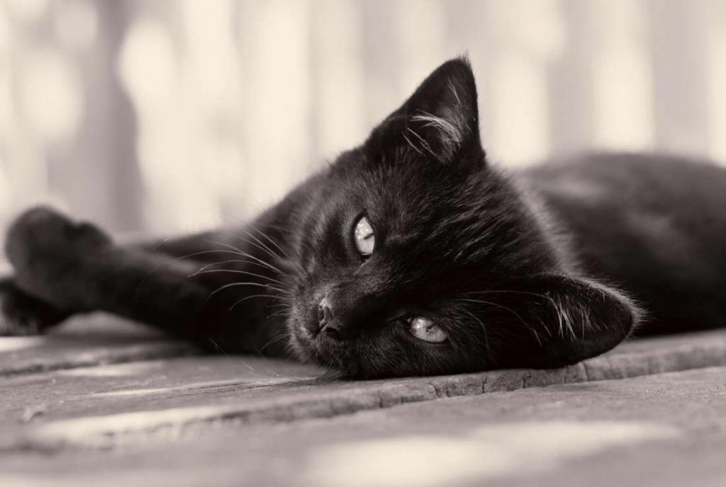 Chat noir