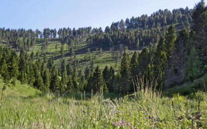 normes de taxation des forêts