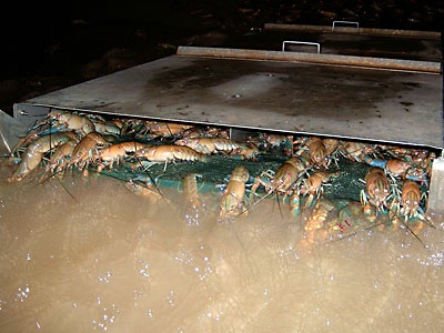 ferme d'écrevisses
