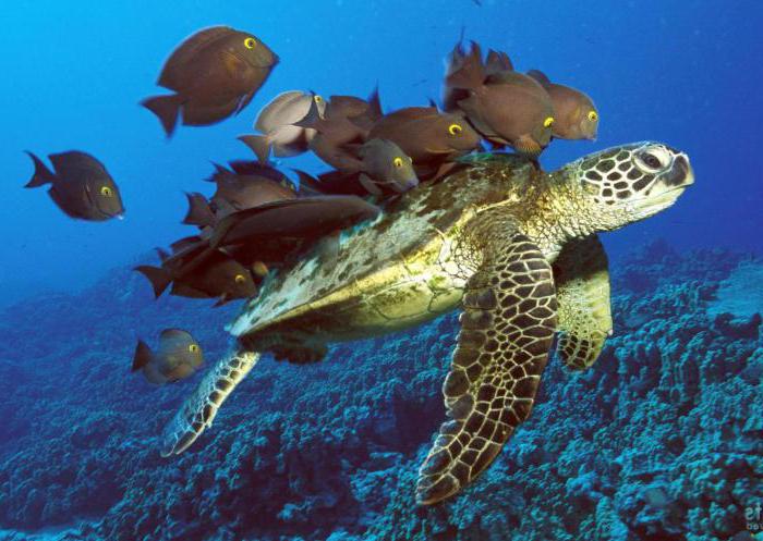 exemples de concurrence dans la nature