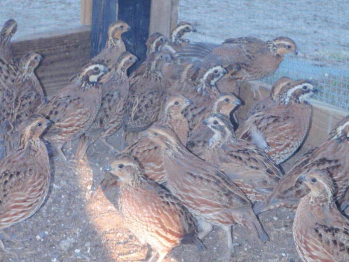 élevage de cailles et maintien à la maison
