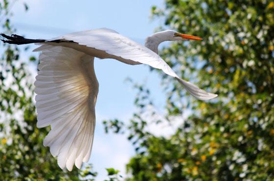 Cigogne dans le ciel