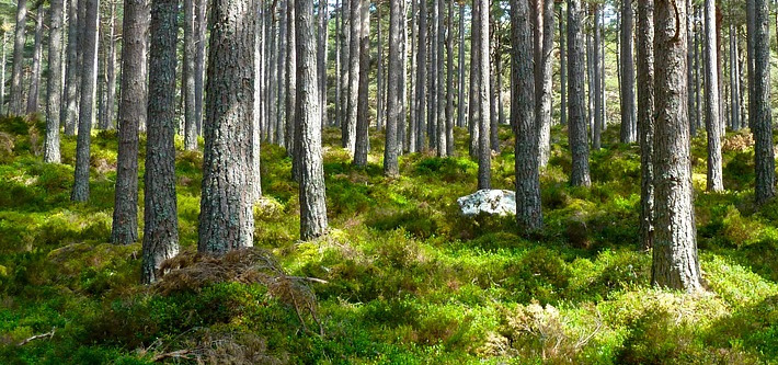 monde forestier