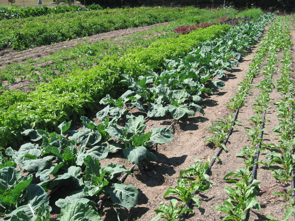 terrain de jardin
