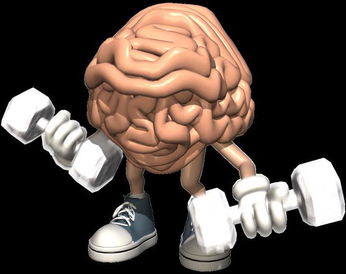 cerveau droit développé