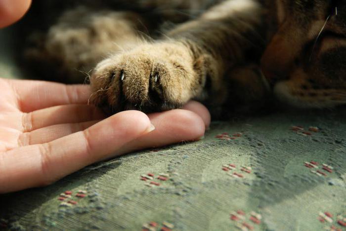 protection des droits des animaux en Russie