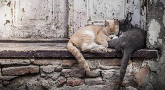 attraper des animaux errants