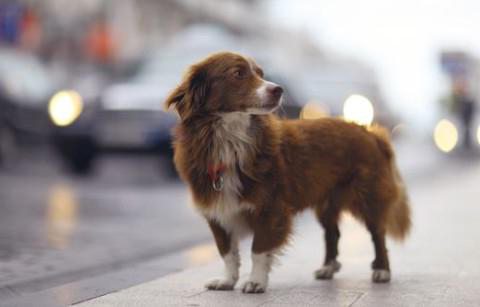 ordre de capture et de garde des animaux errants