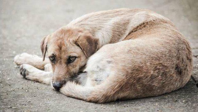 organisations pour la capture d'animaux errants