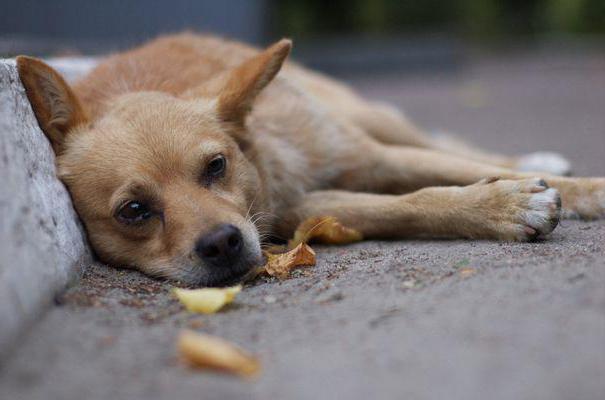 mesures pour attraper et garder les animaux errants
