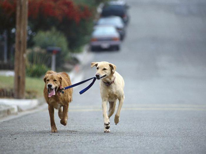 règles pour promener les chiens dans la ville, loi de la Fédération de Russie