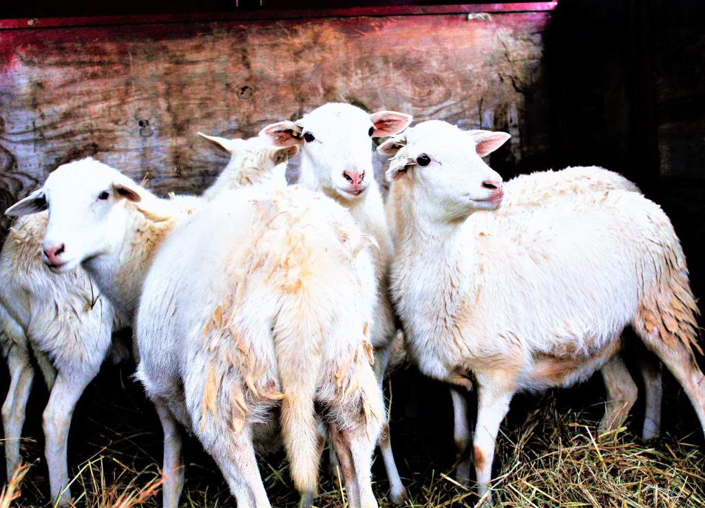Élevage de moutons