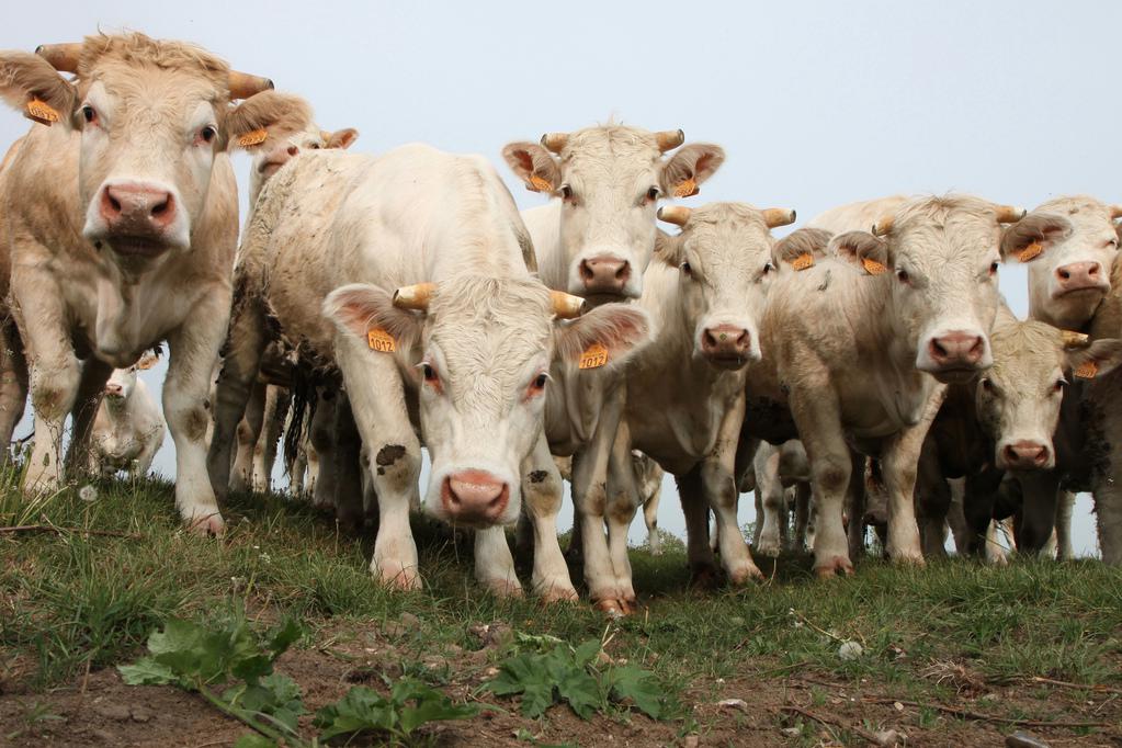 Élevage de vaches