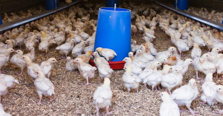Élevage de poulets
