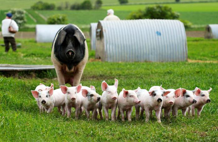 mécanisation de la ferme porcine