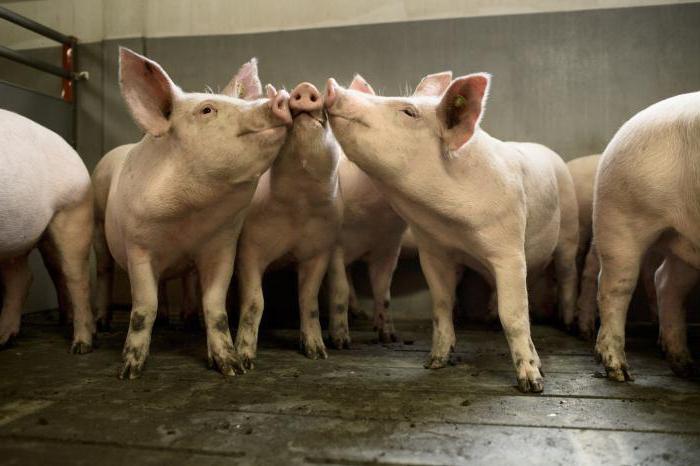 plan d'entreprise de la ferme porcine