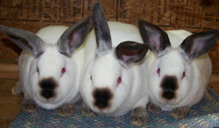 Lapins californiens